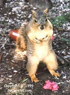 Squirrel Football