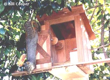 Squirrel Outhouse