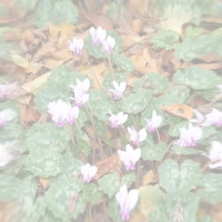 background floral 2