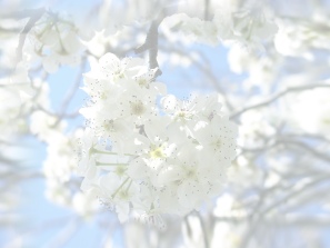 background floral 5