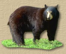 bear