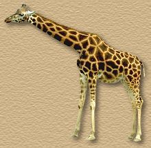 giraffe