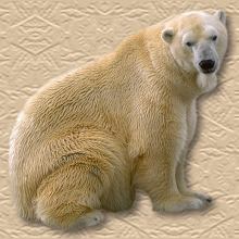 polar bear