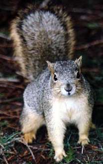 squirrel