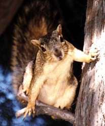 squirrel