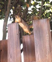 squirrel