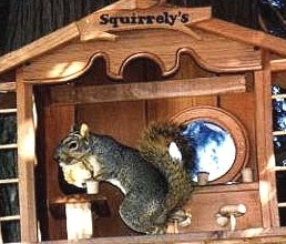 squirrel