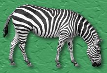 zebra