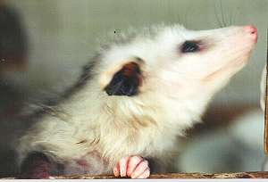 John Barrymore Possum