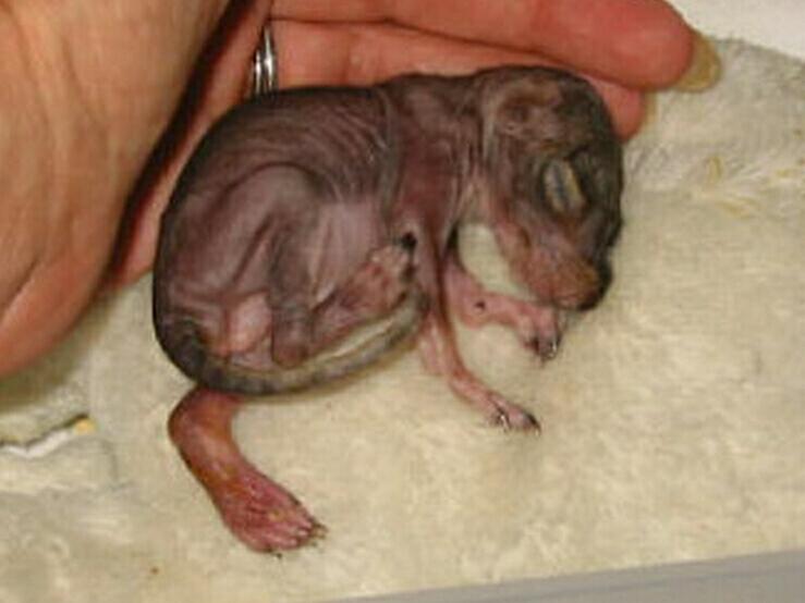 baby squirrel picture