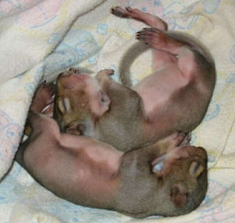 baby squirrel picture