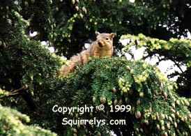 Lookout Squirrel