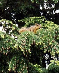 Squirrel in tree