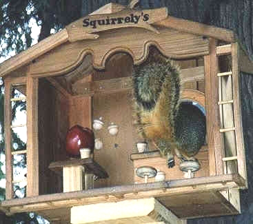 Squirrel Jordan