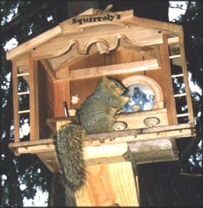 Squirrel in Bar