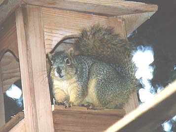 Tower Squirrel