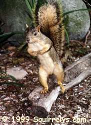 Squirrel Helping With Cleanup Instructions