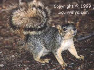 Squirrel After Beauty Parlor Visit