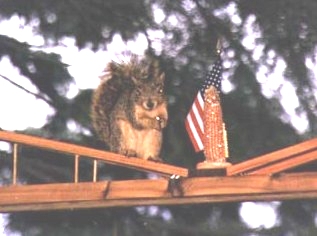 Squirrel on bridge