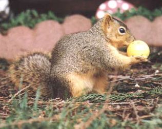 Squirrel with a ball