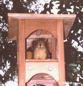 Squirrel in plane tower