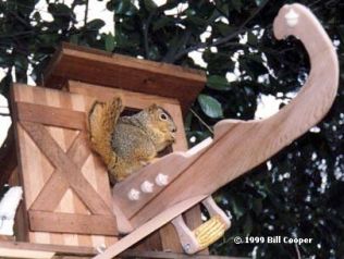 Squirrel with his crashed plane