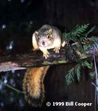 Squirrel peering from a limb