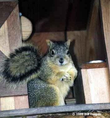Squirrel in the outhouse
