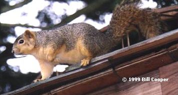 Squirrel on the roof