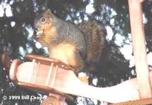 Squirrel sitting on his plane