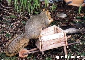 Squirrel with his wheelbarrow