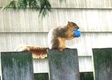 squirrel