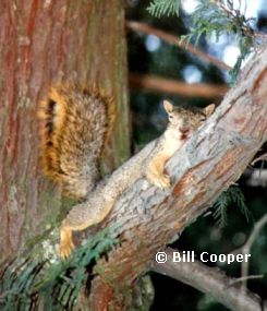 Squirrel sleeping on a tree limb