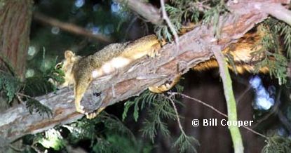Squirrel laying on a limb