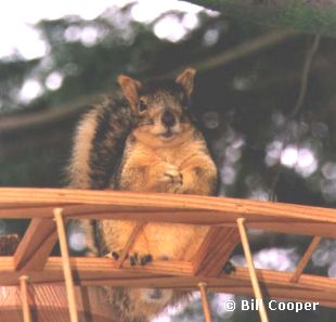 Squirrel on the bridge