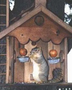 Squirrel Jordan