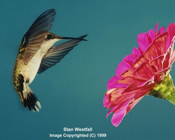 Female Hummer At Zinnia