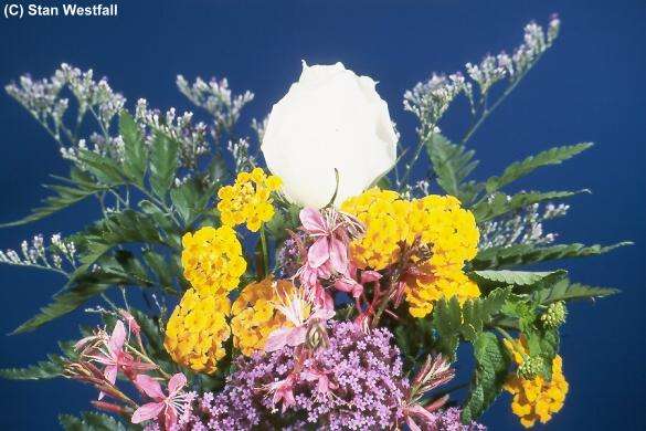 Floral Arrangement