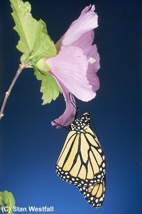Monarch On Hibiscus
